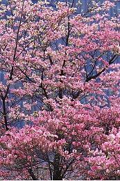 动作类肉鸽游戏《护焰者》现已在Steam平台正式推出 获多半好评